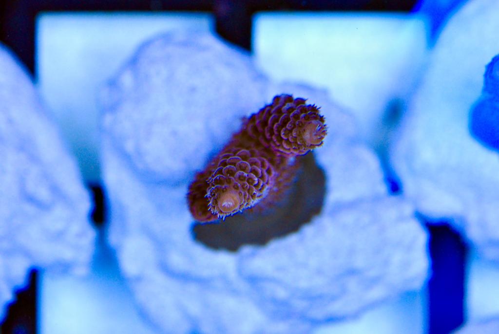 Acropora millepora 