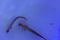 Purple Firefish Thumbnail