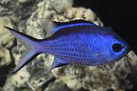 Blue Reef Chromis Thumbnail