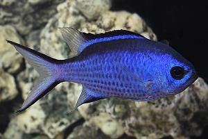 Blue Reef Chromis