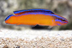 Neon Dottyback