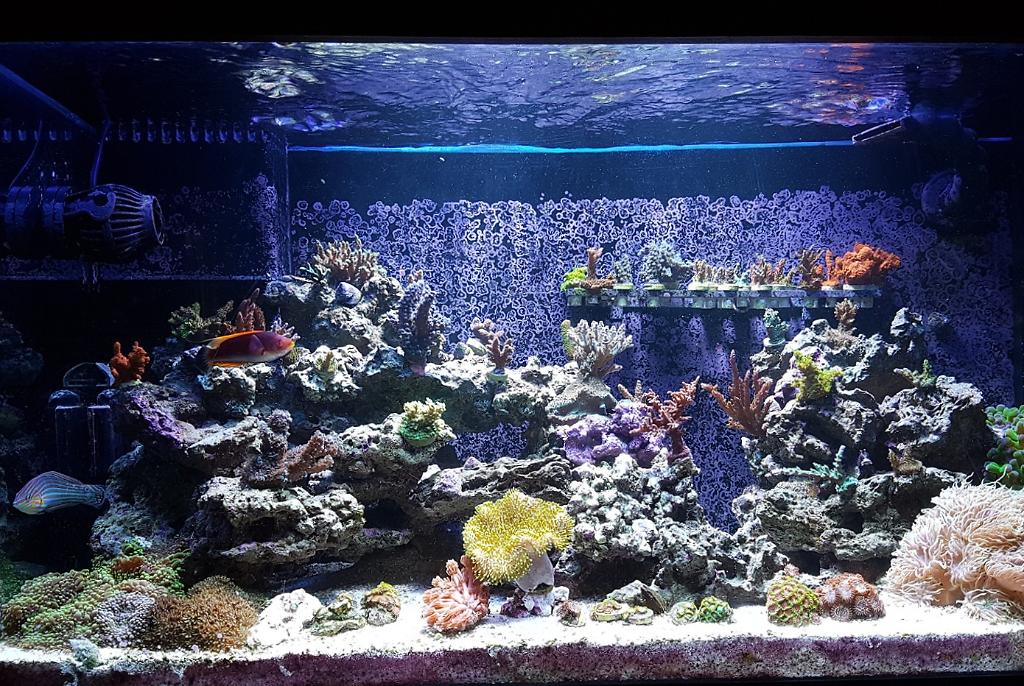 My Aquarium on September 23, 2018