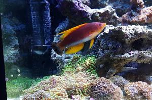 Whipfin Fairy Wrasse