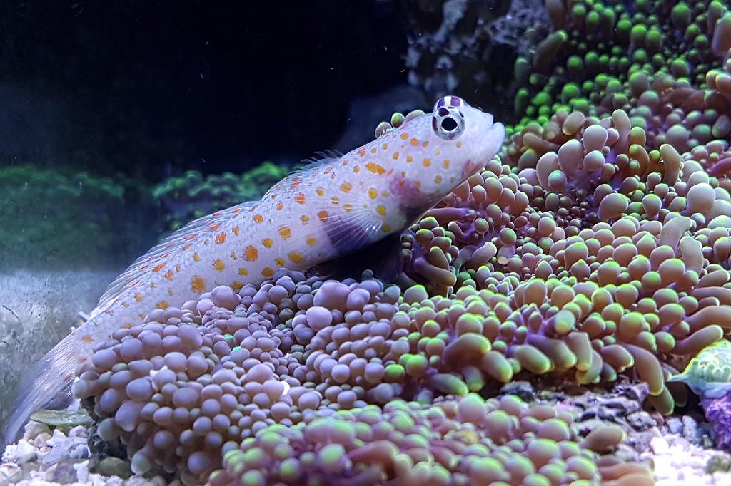 Orange Spotted Goby / Amblyeleotris guttata 183