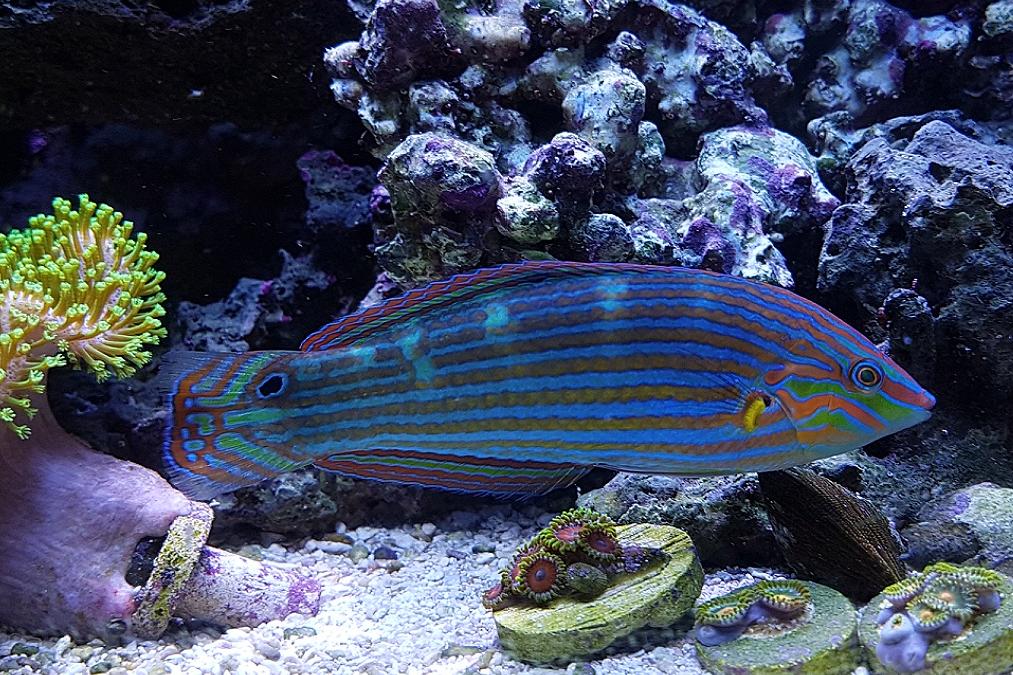 Melanurus Wrasse / Halichoeres melanurus 484