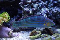 Hoeven's Wrasse Thumbnail