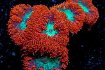 Big Polyp Blastomussa Coral / Blastomussa wellsi 192