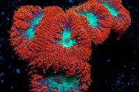 Blasto Coral Thumbnail