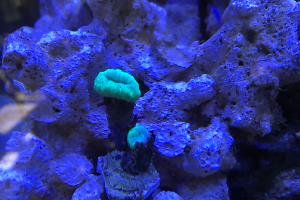 Nano Reef Thumbnail