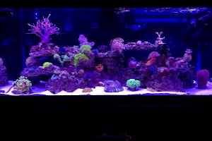 Mixed Reef Thumbnail