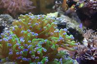 Frogspawn Thumbnail