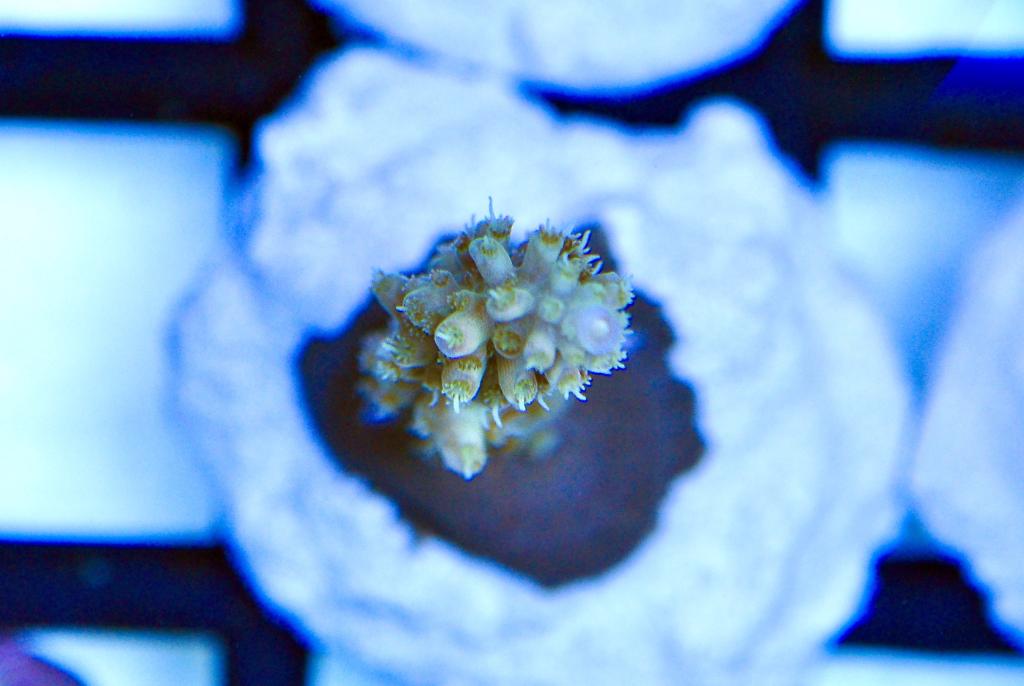 Acropora Batunai 