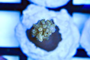 Acropora Batunai 