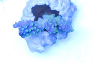 Ultra Aussie Acropora 