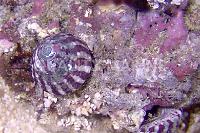 Banded Trochus Snail Thumbnail