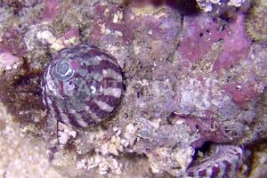 Banded Trochus Snail Thumbnail