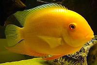 Severum Thumbnail