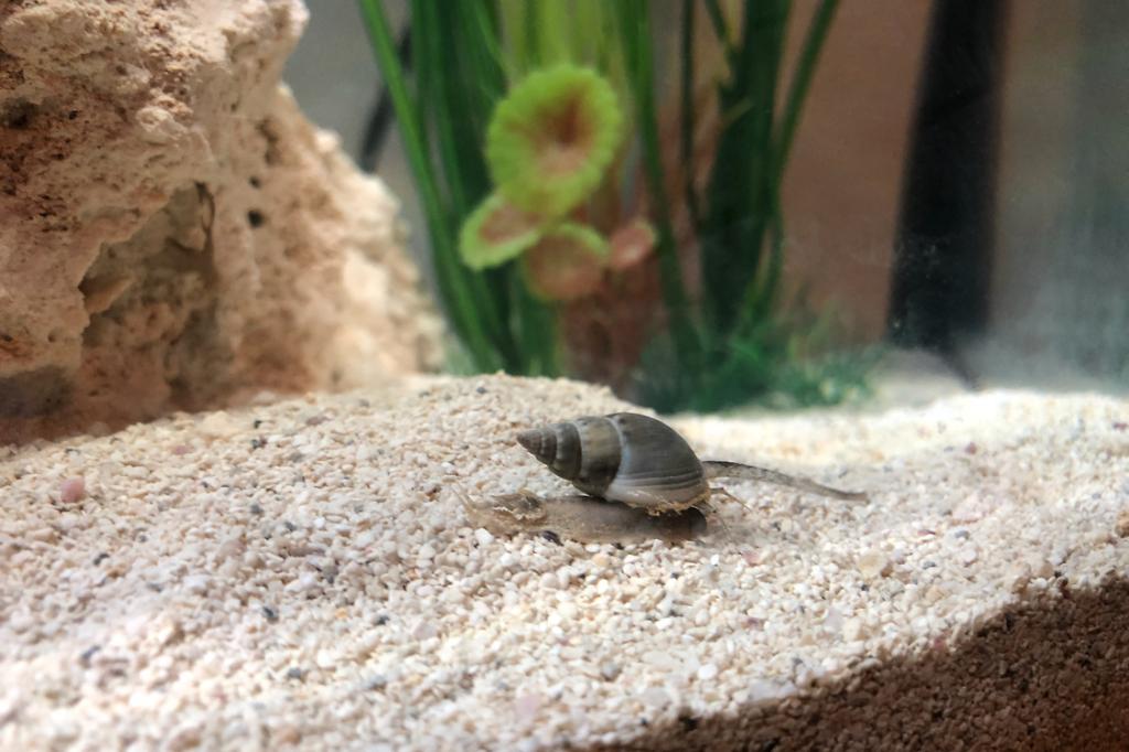 Nassarius Snail / Nassarius sp 2730