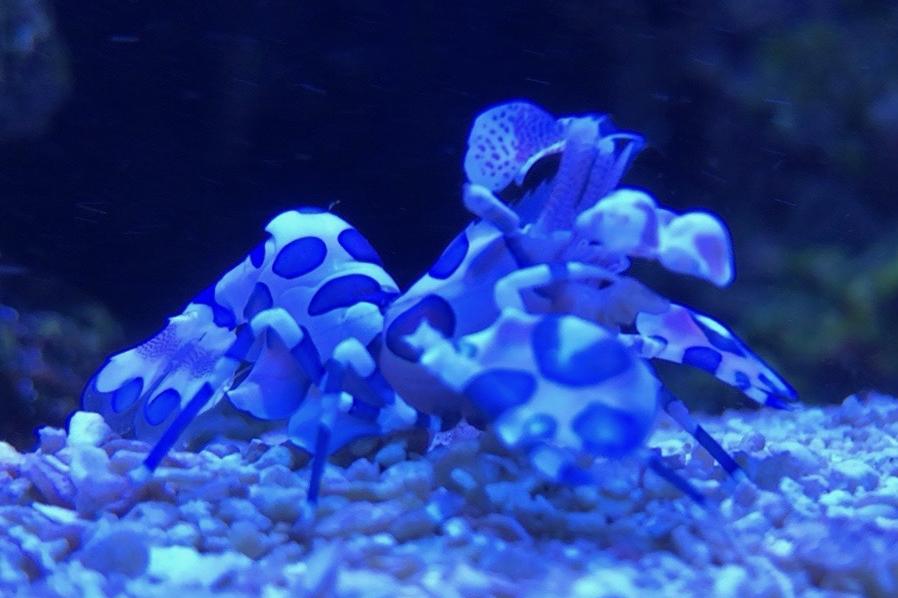 Harlequin Shrimp / Hymenocera elegans 100