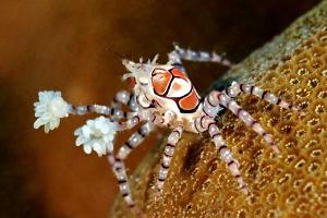 Pom Pom Crab Thumbnail