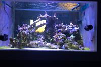 My Aquarium on Oct 6, 2018