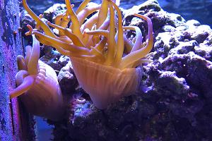 Bubble Tip Anemone Green Thumbnail