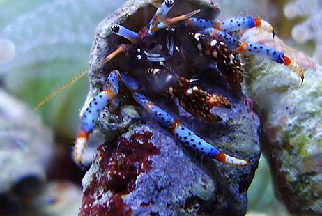 Blue Legged Hermit Crab