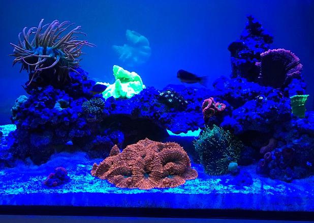 My Aquarium on October 15, 2018