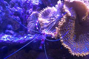 Banded Coral Shrimp Thumbnail