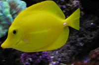 Yellow Tang Thumbnail