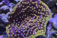 Purple Scroll Coral