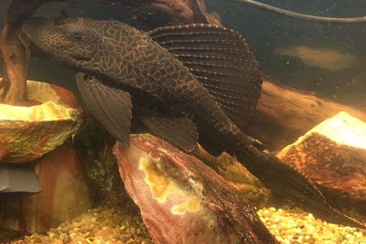 Sailfin Pleco / Glyptoperichthys gibbiceps 33