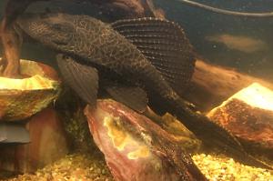 Leopard Sailfin Pleco Thumbnail