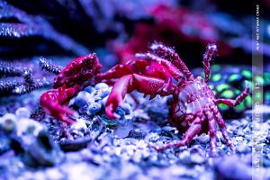 Arm Wrestling Ruby Red Mithrax Crabs!