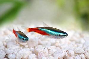 Neon Tetra Thumbnail