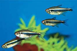 Black Neon Tetra Thumbnail