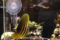 Sailfin Tang Thumbnail