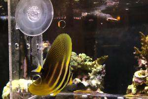 Sailfin Tang Thumbnail