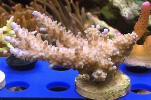 Neon Green Acropora Thumbnail