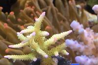 Birdsnest Coral Thumbnail