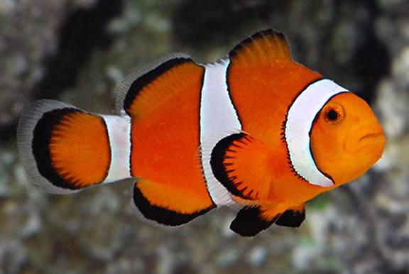 Ocellaris Clownfish