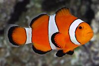 Ocellaris Clownfish Thumbnail