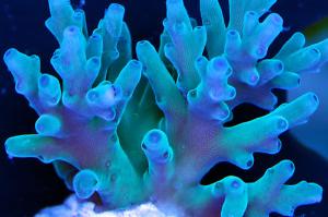 Blue Echinata Acropora Thumbnail