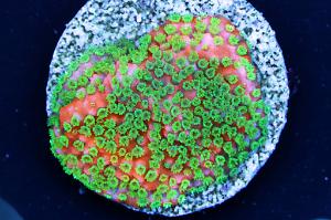 Sunset Montipora Thumbnail