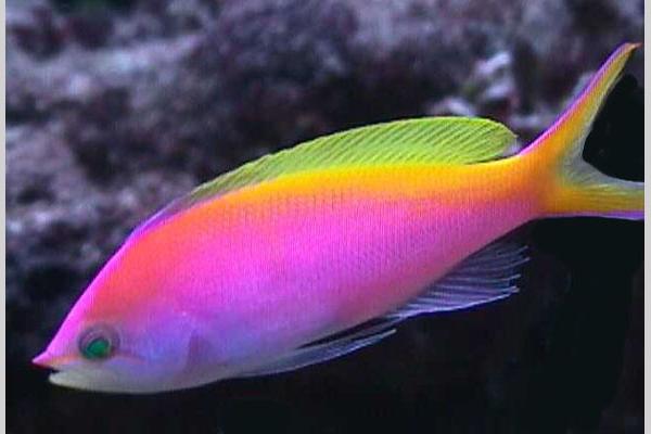 Bartlett's Anthias / Pseudanthias bartlettorum 92