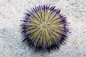 Pincushion Urchin Thumbnail