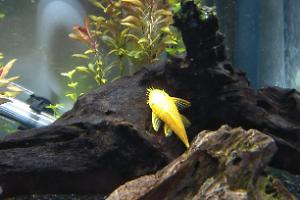 Bristlenose Catfish Gold Thumbnail