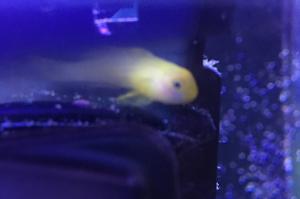 Yellow Coral Goby Thumbnail