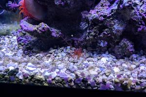 Peppermint Shrimp Thumbnail