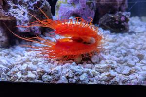 Electric Flame Scallop Thumbnail